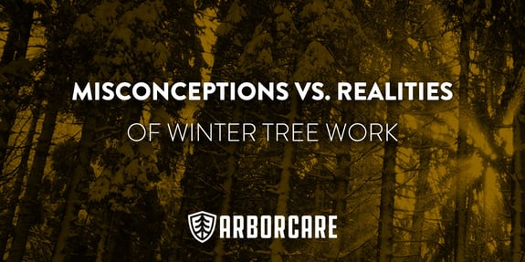 Misconceptions Vs. Realities of Winter Tree Work